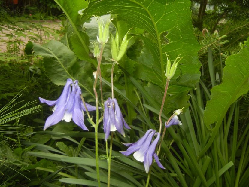 Aq. Winky Blue & White (2017, May 13) - Aquilegia Winky Blue White