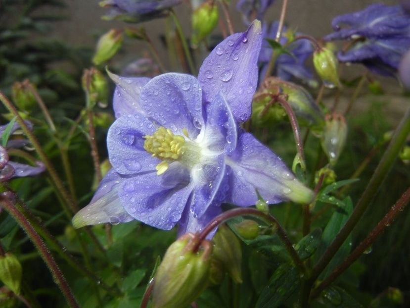 Aquilegia Blue (2017, April 28) - Aquilegia Blue