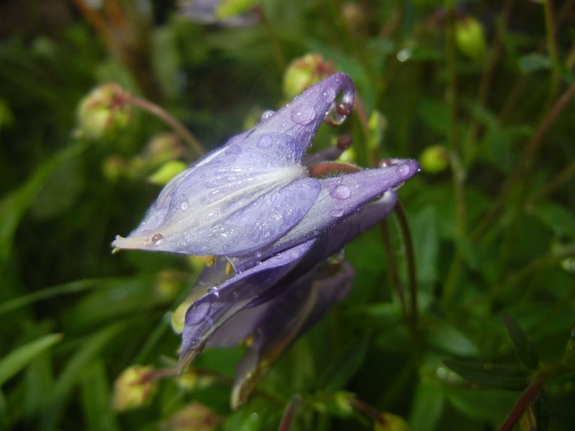 Aquilegia Blue (2017, April 28) - Aquilegia Blue