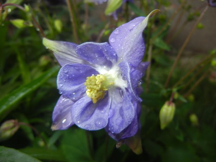 Aquilegia Blue (2017, April 28) - Aquilegia Blue