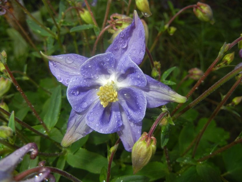 Aquilegia Blue (2017, April 28) - Aquilegia Blue