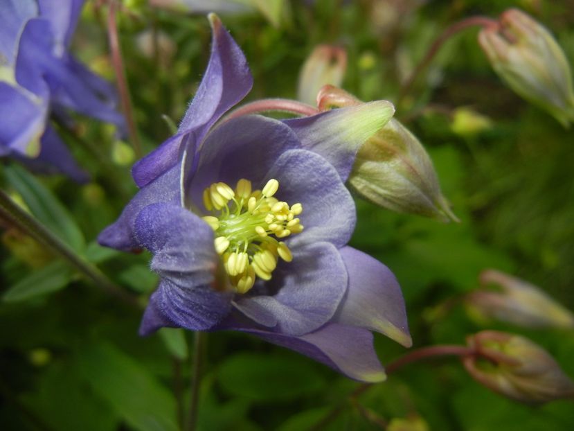 Aquilegia Blue (2017, April 29) - Aquilegia Blue