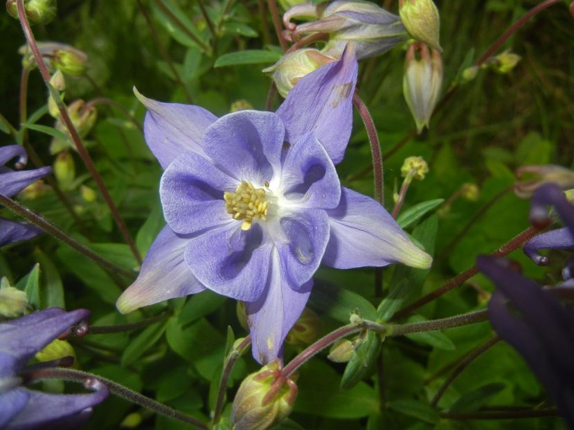 Aquilegia Blue (2017, April 29) - Aquilegia Blue