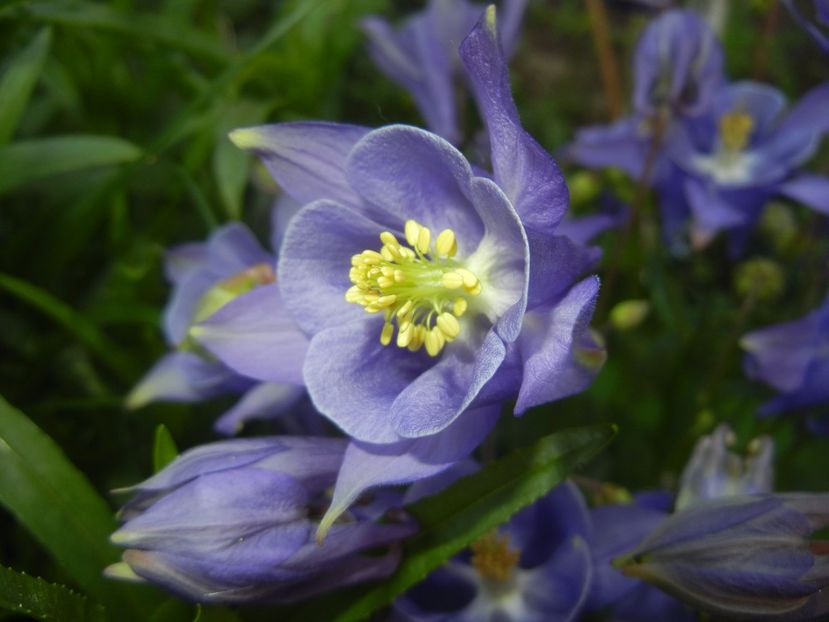 Aquilegia Blue (2017, May 03) - Aquilegia Blue