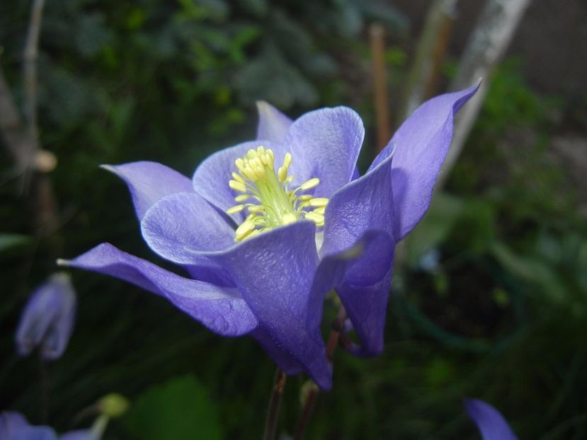 Aquilegia Blue (2017, May 03) - Aquilegia Blue