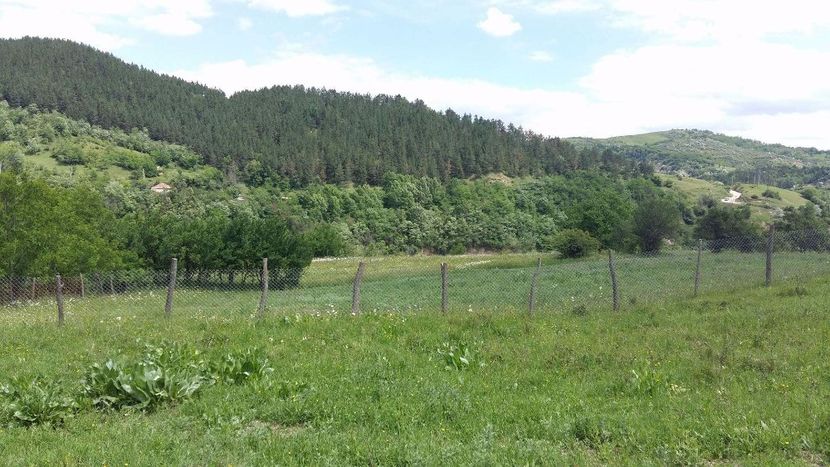 totul verde - de pe pajisti