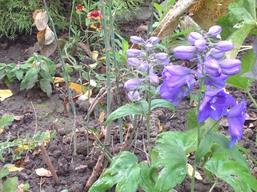  - Delphinium un nou inceput