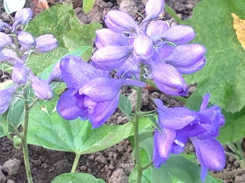  - Delphinium un nou inceput
