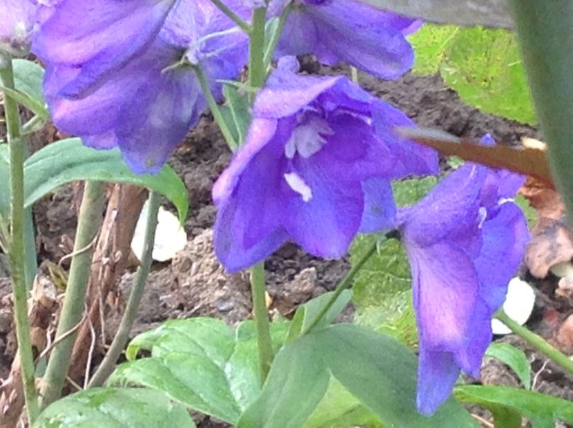 - Delphinium un nou inceput