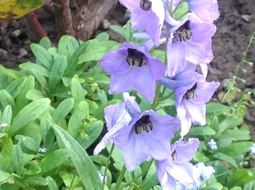  - Delphinium un nou inceput