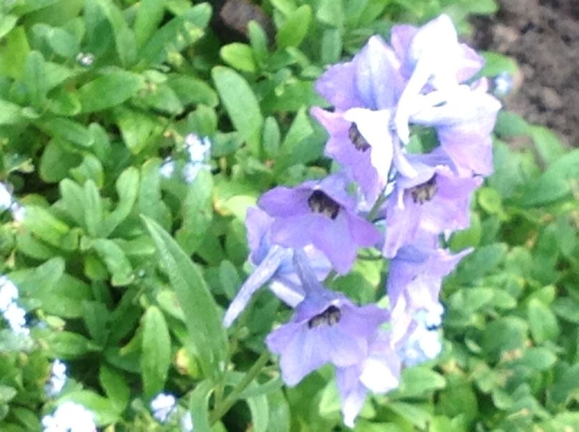  - Delphinium un nou inceput