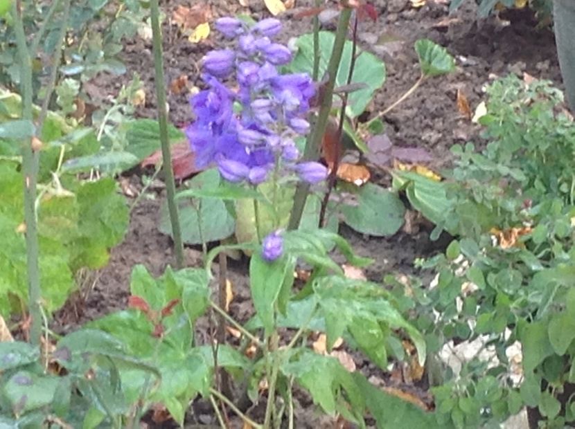  - Delphinium un nou inceput