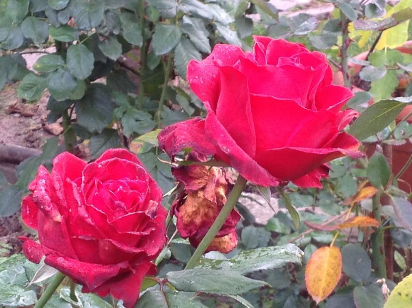  - Un roșu de Ciumbrud Mr Lincoln