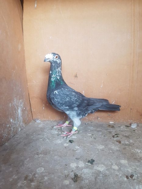 M 2017 italian de frumusete - Porumbei vanduti