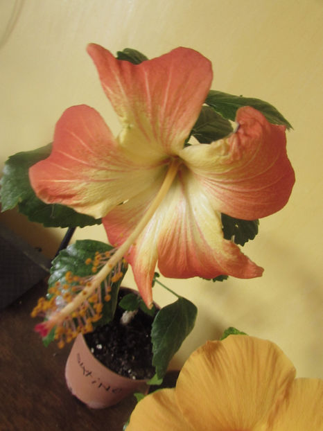 MT Sixtine - Hibiscus 2017
