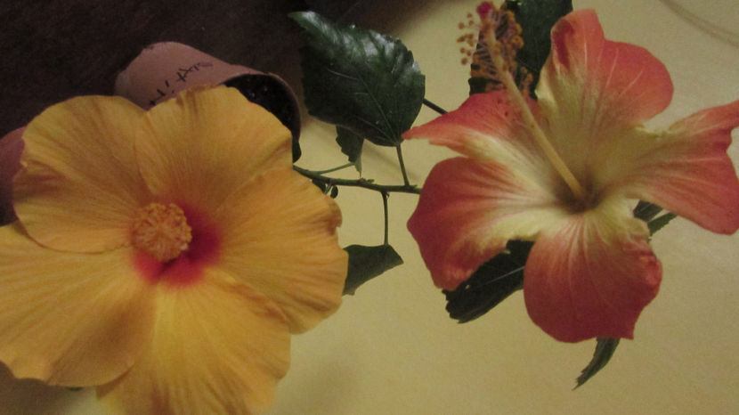  - Hibiscus 2017