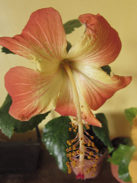  - Hibiscus 2017