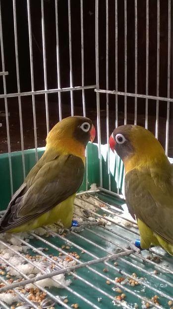  - agapornis de vanzare