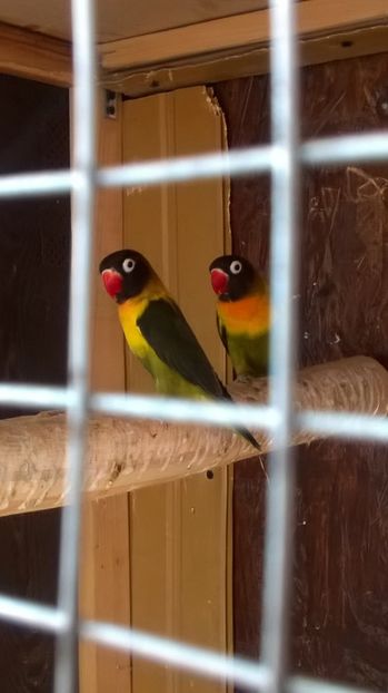  - agapornis de vanzare