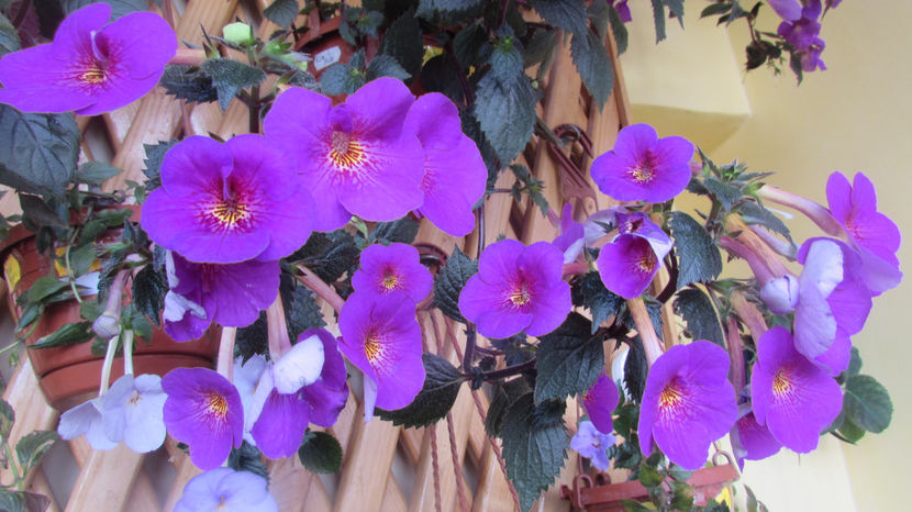  - Achimenes