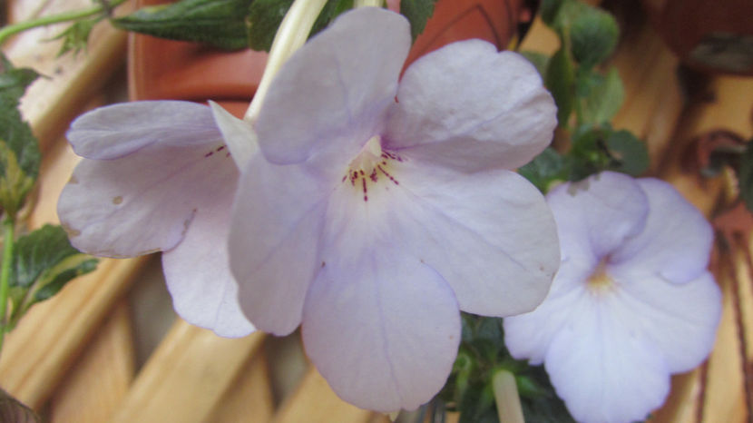  - Achimenes