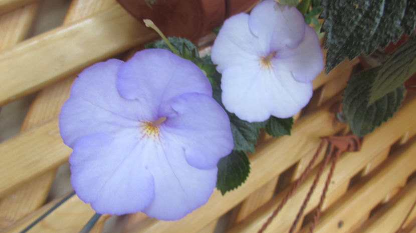  - Achimenes