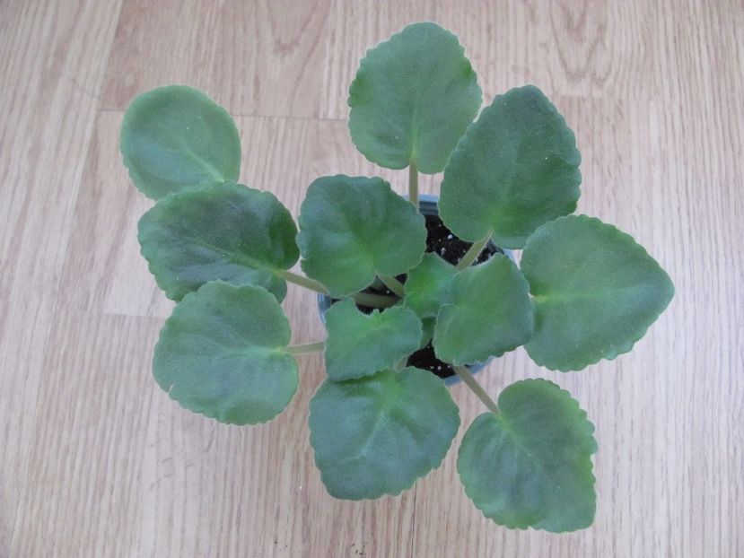  - ZZZEK Russkaya Krasavitsa