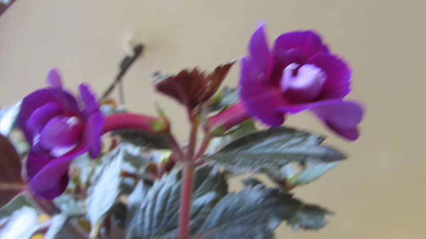 Abyss - Achimenes