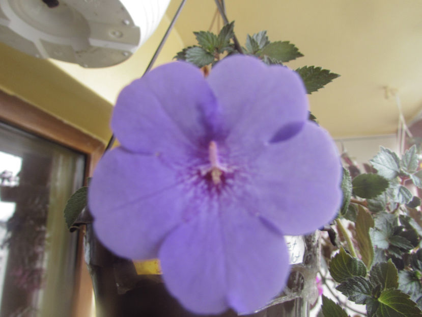  - Achimenes