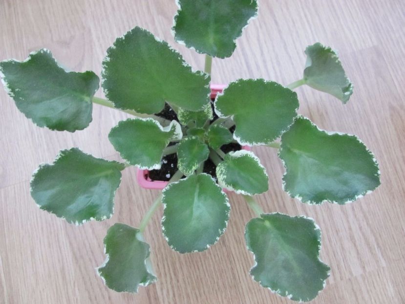  - ZZZ EK Moulin Rouge