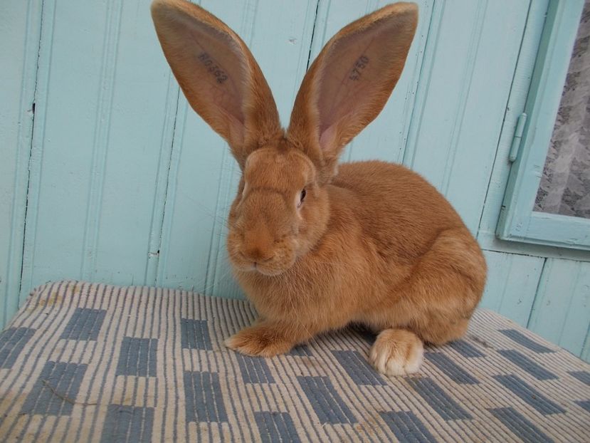 RO362-4750 - 7 FEMELA RO362