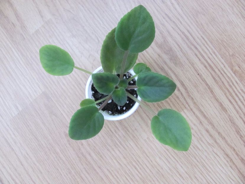  - ZZZPerfect Harmony