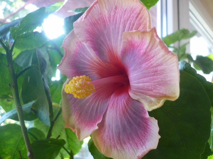 P1350288 - HIBISCUSI 2017-4