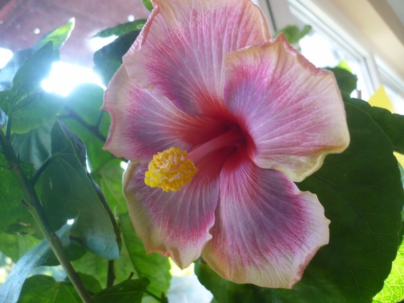 P1350289 - HIBISCUSI 2017-4