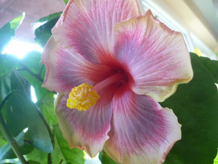 P1350290 - HIBISCUSI 2017-4