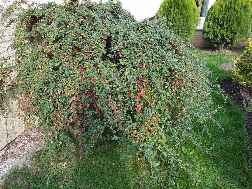 Cotoneaster cu fructe - Conifere si arbusti