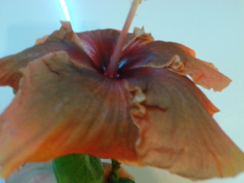 Fotografie0674 - HIBISCUS 2017---2018