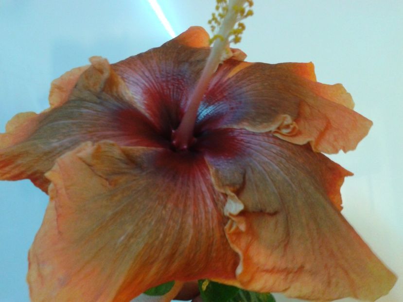 Fotografie0677 - HIBISCUS 2017---2018