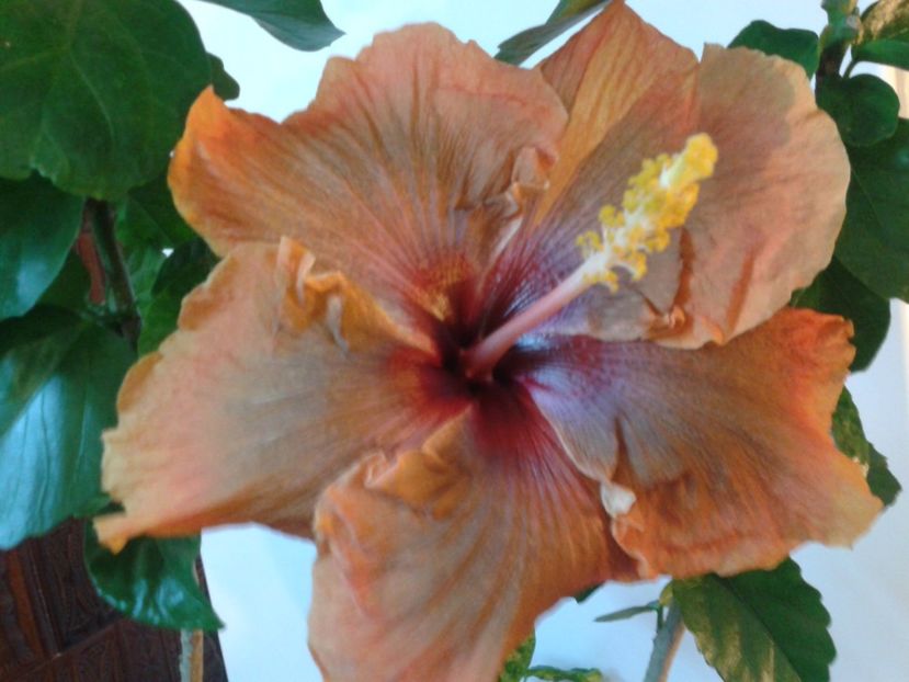 Fotografie0686 - HIBISCUS 2017---2018