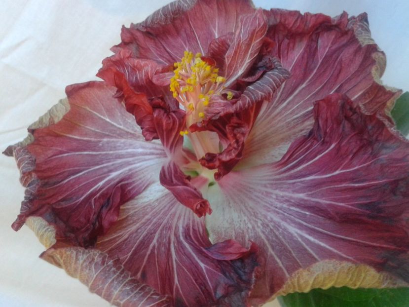 Fotografie0656 - HIBISCUS 2017---2018