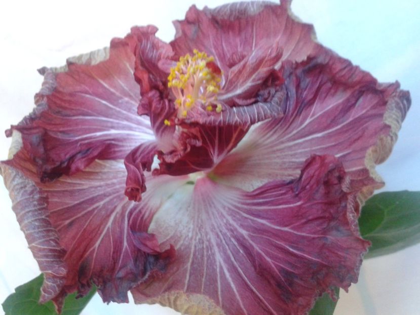 Fotografie0654 - HIBISCUS 2017---2018
