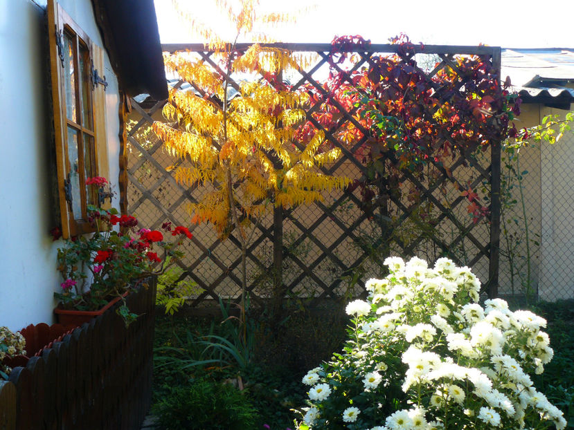 Rhus Tuphina lanceolata - 2017 Pridvor
