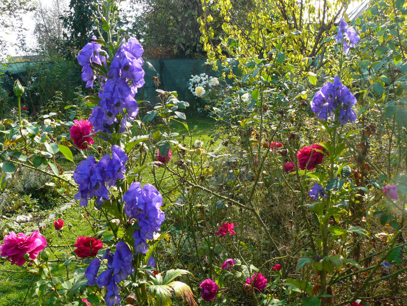 Aconitum napelus si The Dark Lady - 2017_Septembrie-Octombrie