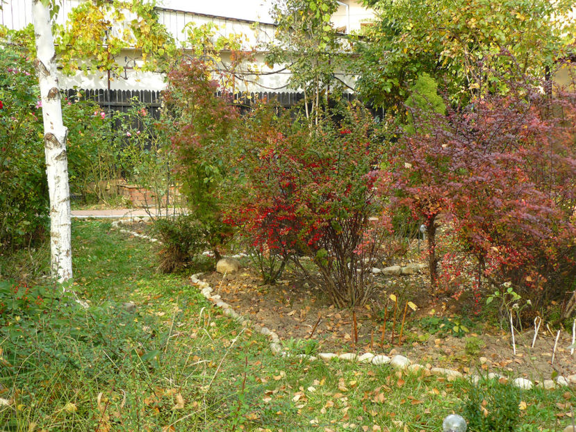Dracila verde si Berberis rosu - 2017_Septembrie-Octombrie