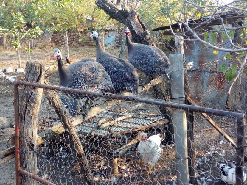  - Bibilici octombrie 2017