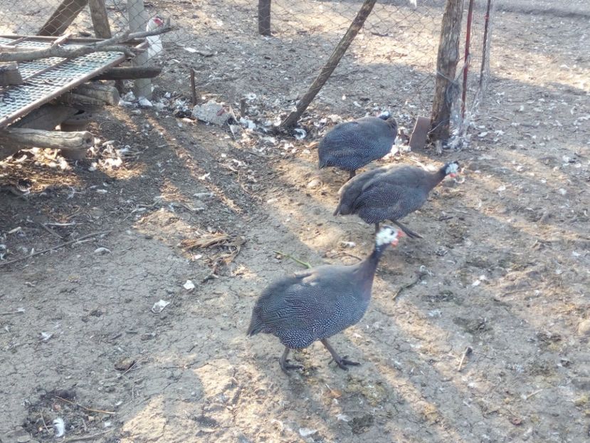  - Bibilici octombrie 2017