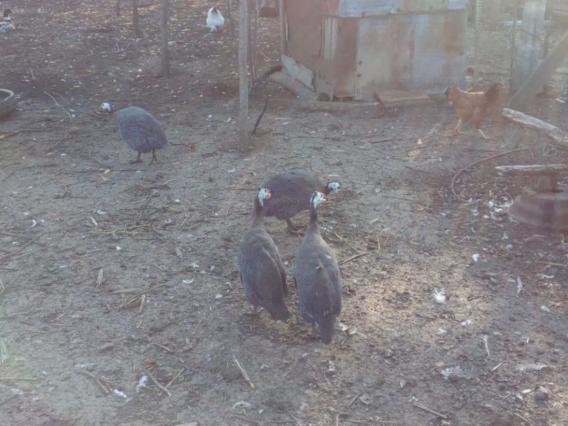  - Bibilici octombrie 2017