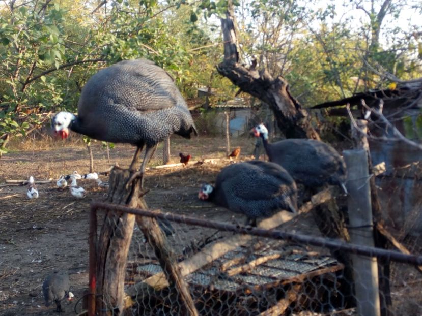  - Bibilici octombrie 2017