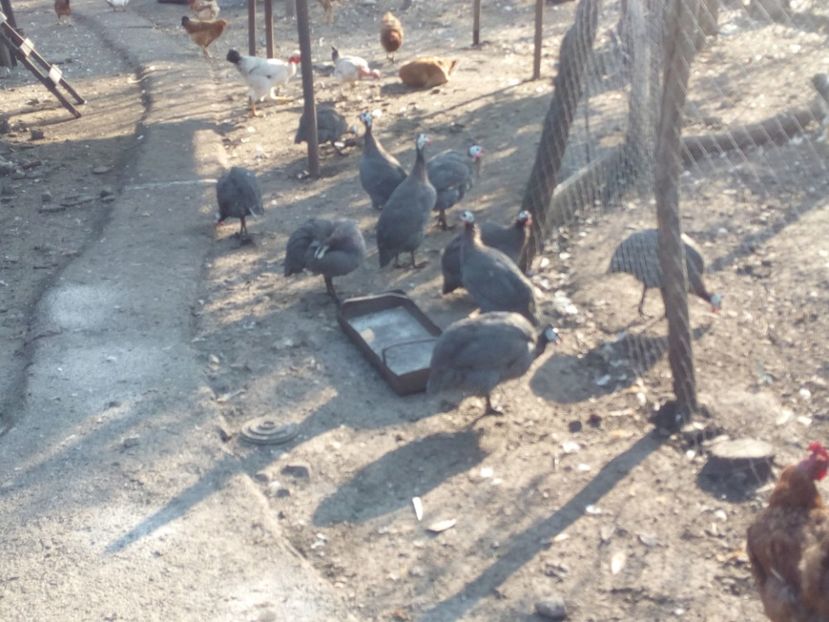  - Bibilici octombrie 2017