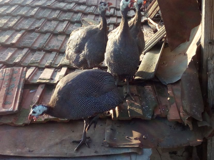  - Bibilici octombrie 2017